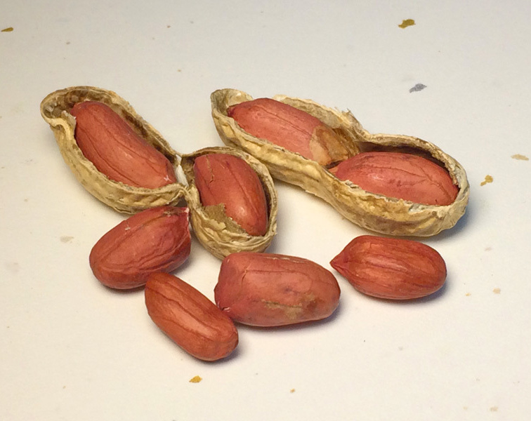 濃厚で香ばしい千葉半立