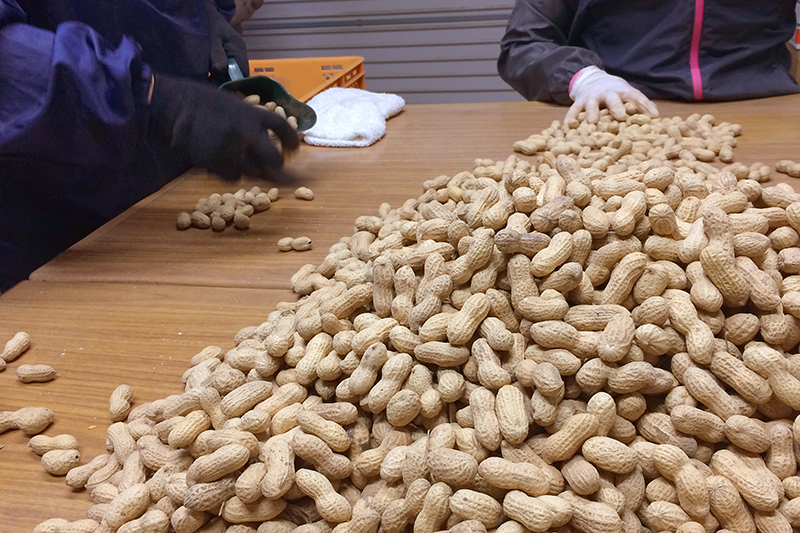 落花生の選別