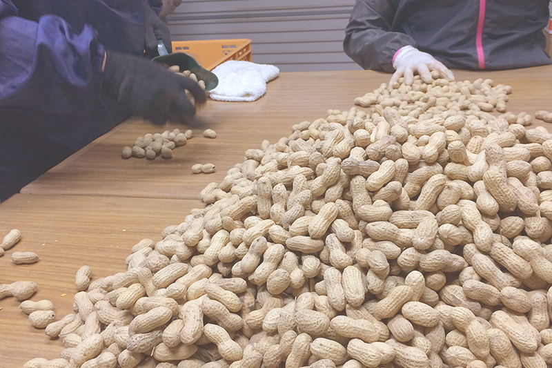 落花生の選別